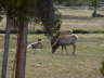 Elk 1