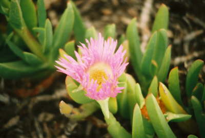 Mexico Flower